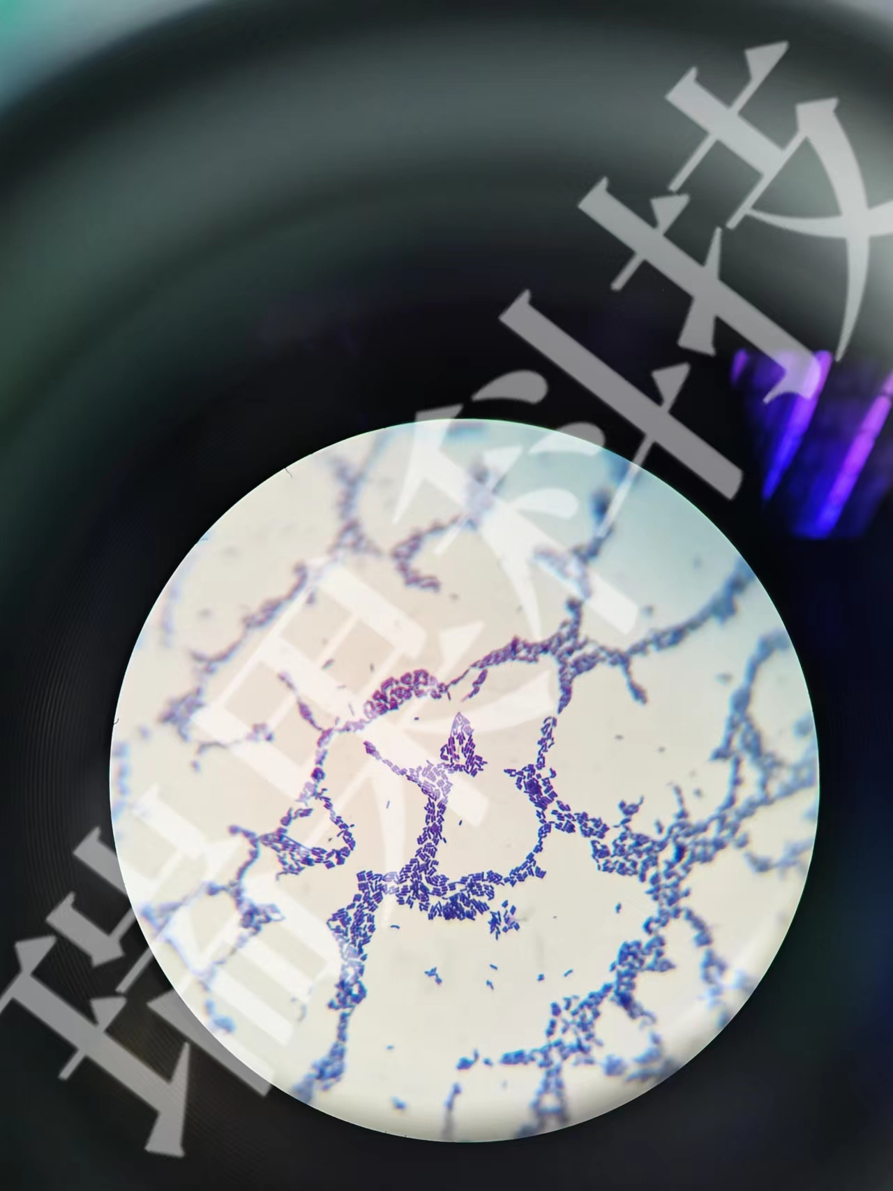 ֲ����˾�������Ⱦɫͼ