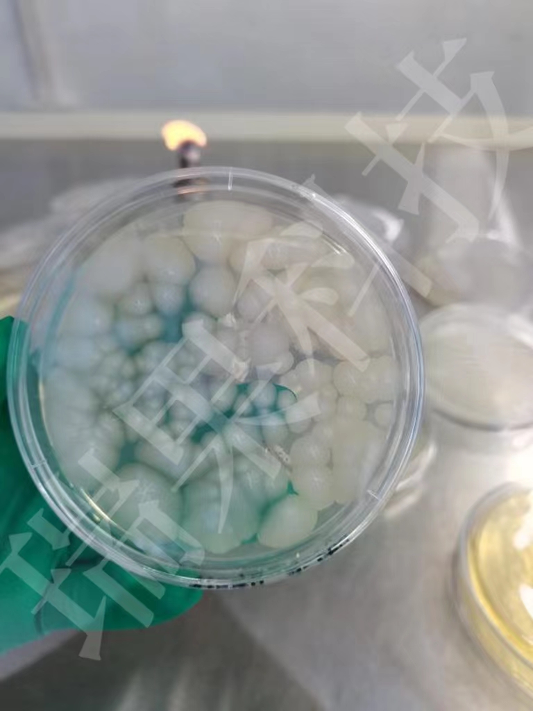 �ݲ�ѿ�߸˾�Ϳ��